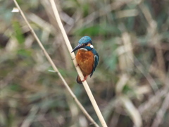 止り木 167（父親）