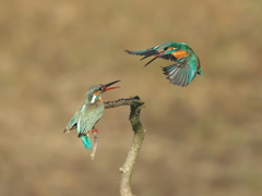 止り木 349-3（雄と雌）