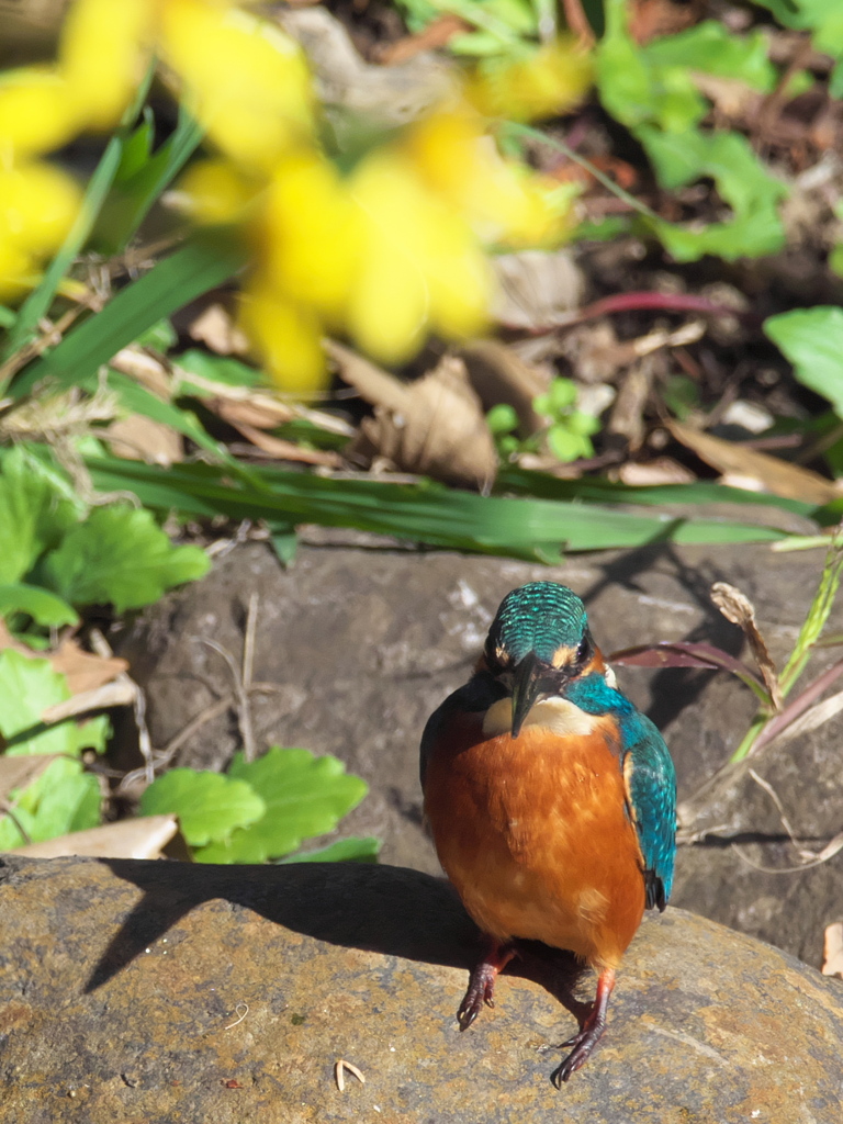 石の上 2（父親）