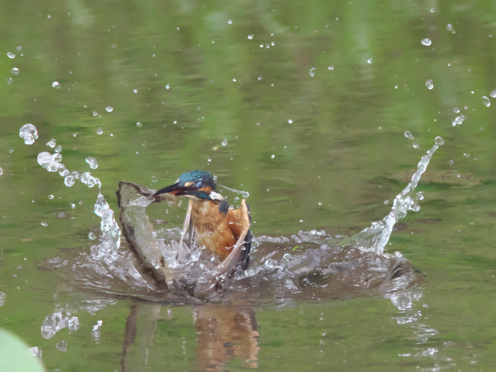 浮上 61-2（父親 エビ獲れたよ）