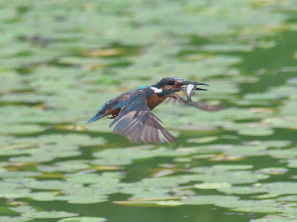 お魚採れたよ 5（父親）