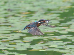 お魚採れたよ 5（父親）