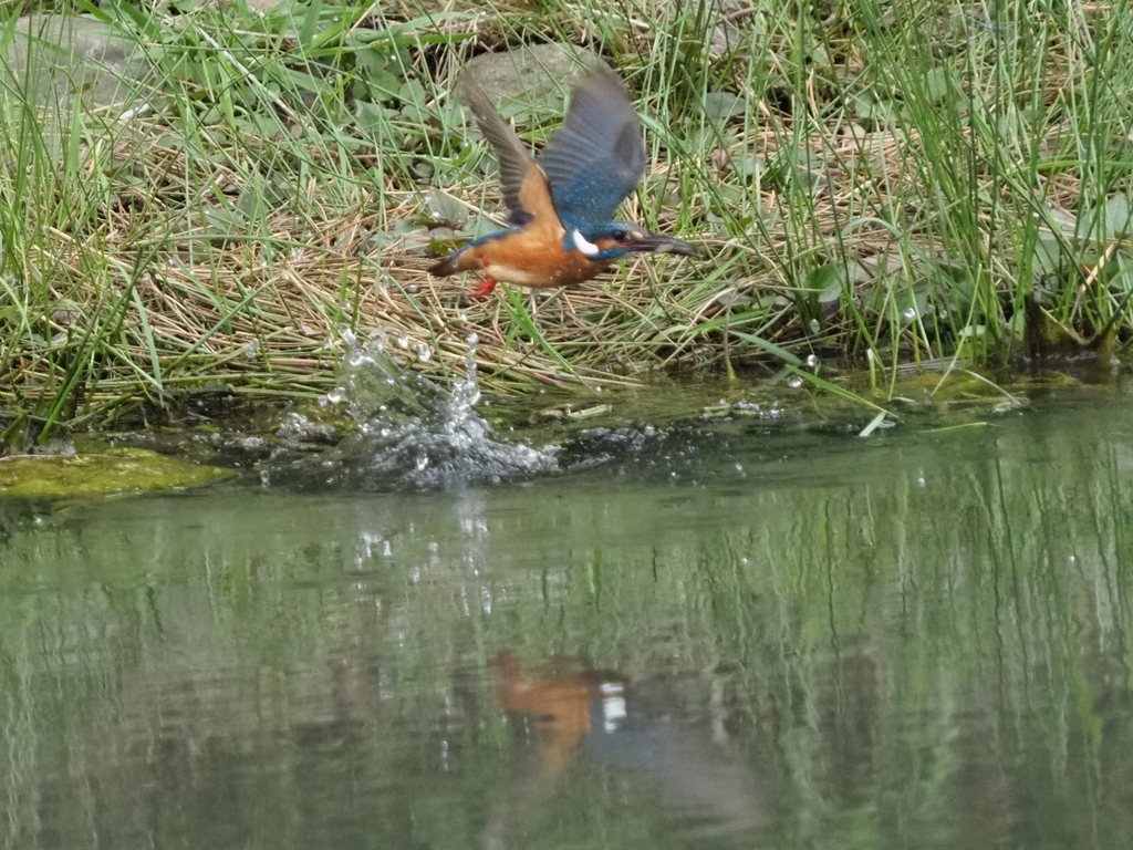 エビ採れたよ３