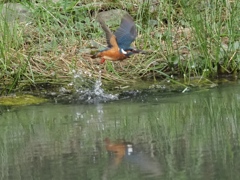 エビ採れたよ３