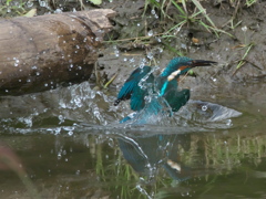 浮上 105-1（父親）