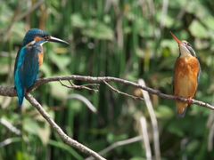 止り木 44-2（父親と嫁候補）