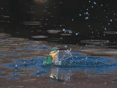 浮上 371-1（父親）