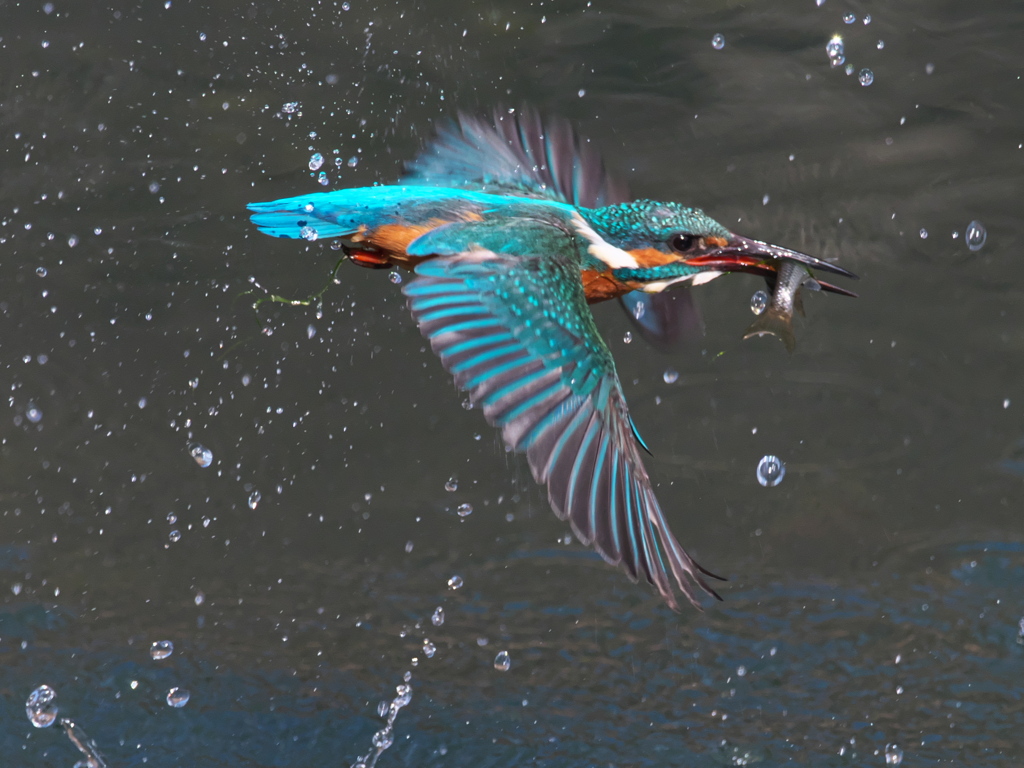 浮上 398-3（父親）