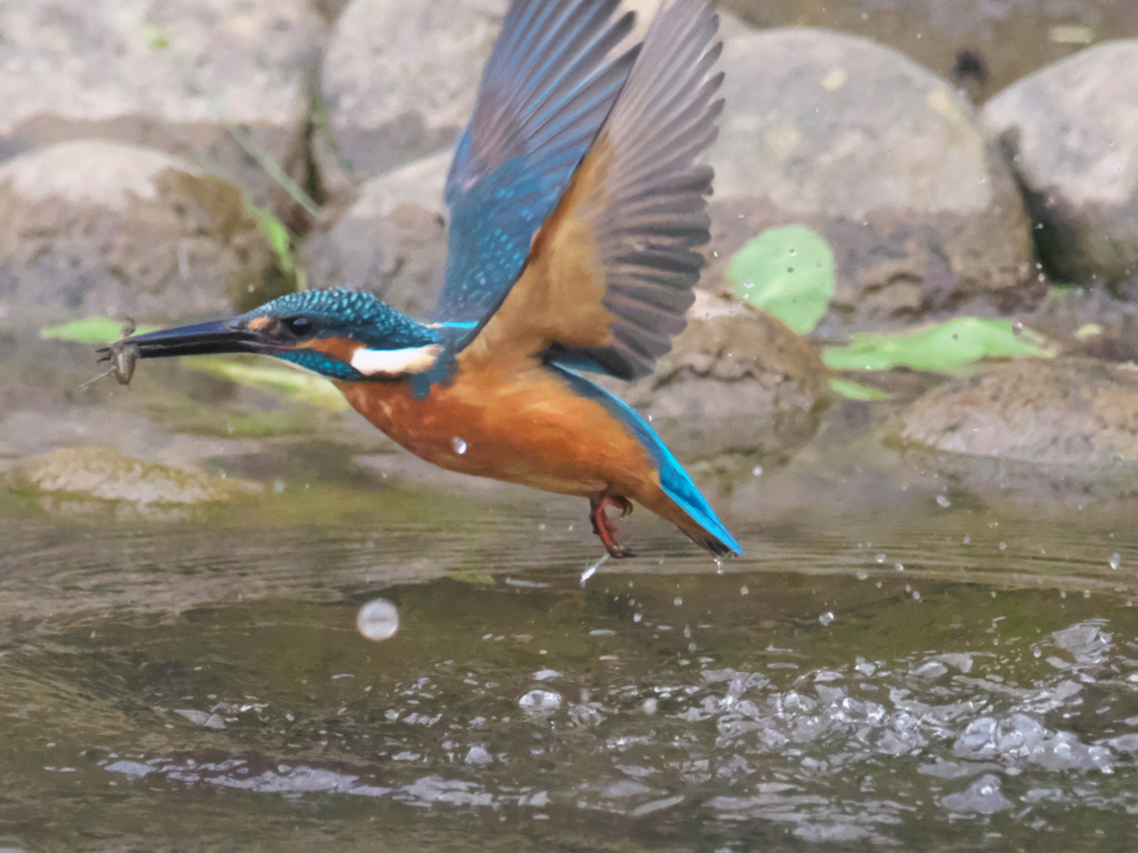 浮上 126（父親）