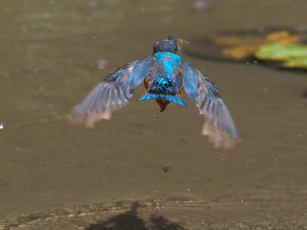 浮上 50-4（父親）