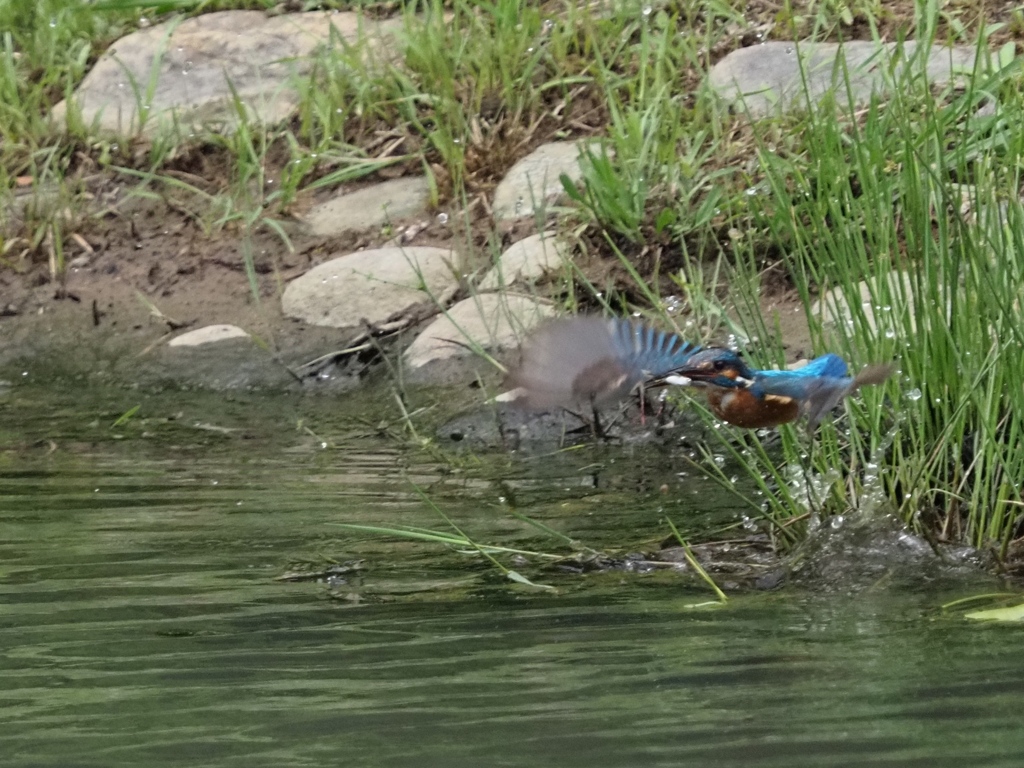 お魚採れたよ４