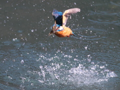 浮上 432-2（父親）