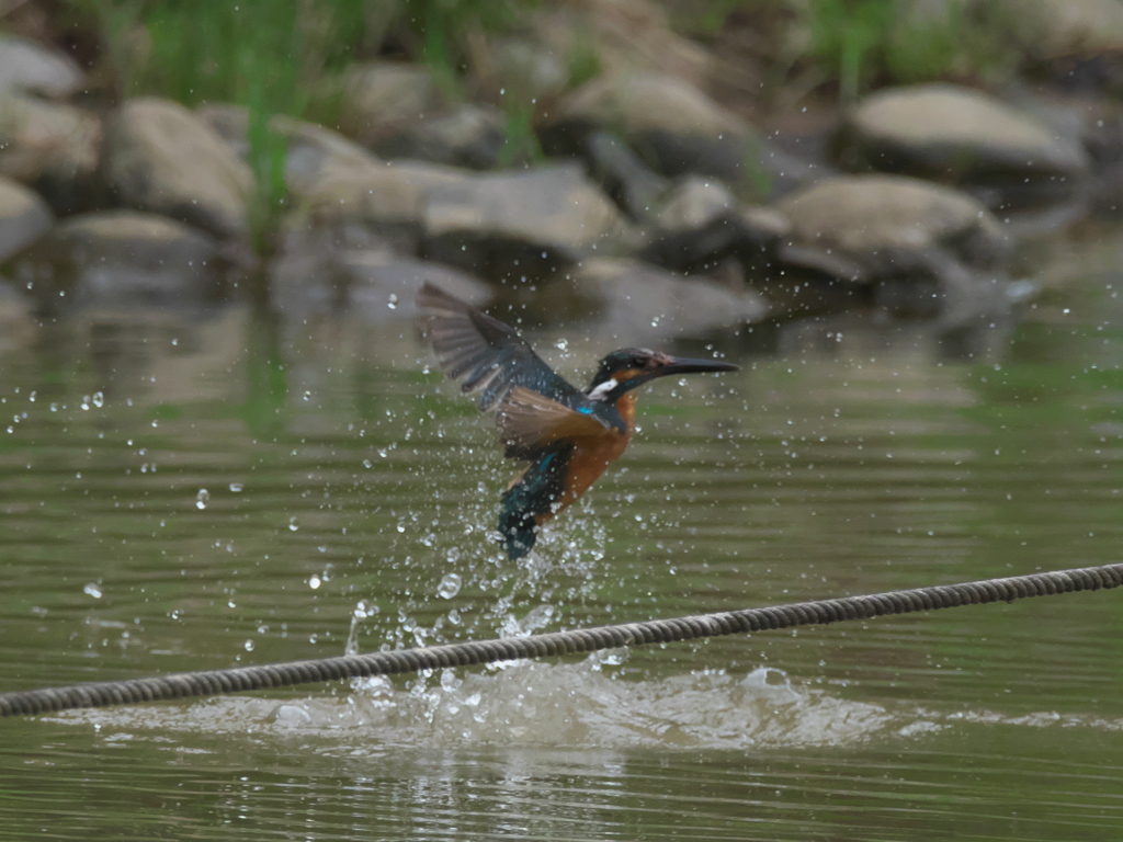  水浴び 1-2（父親）