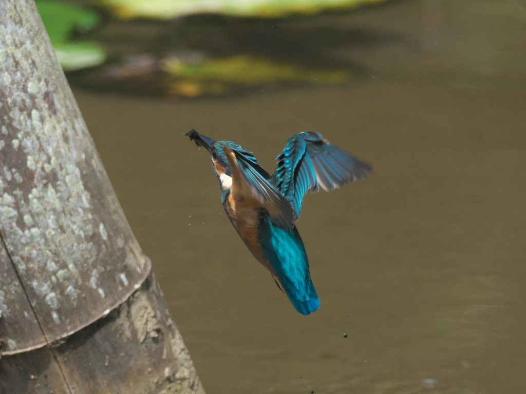 浮上 53-3（子 エビ獲れたよ）