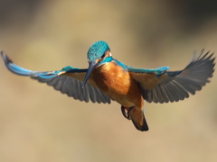 ホバ 19-1（父親）