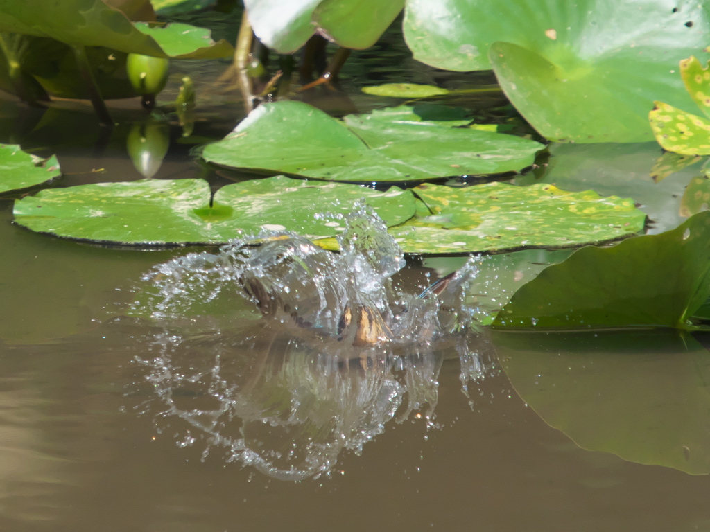 飛び込みシーケンス 12-2（父親）