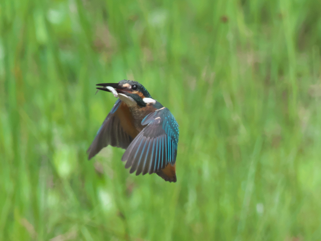 お魚獲れたよ 23（黒い若雄）