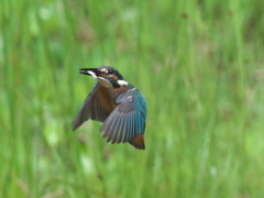 お魚獲れたよ 23（黒い若雄）