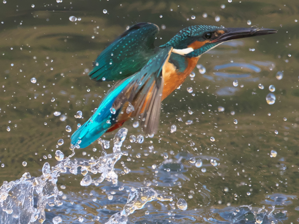 浮上 194-2（父親）