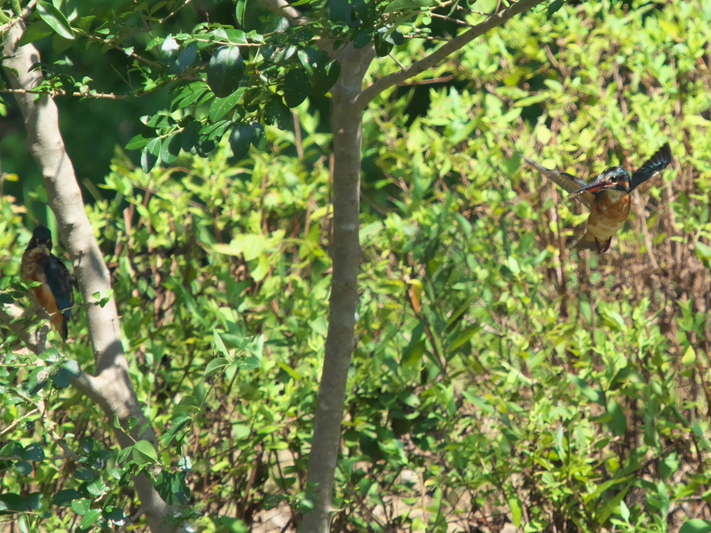 木陰にて 1-2（父親と次の嫁候補？）