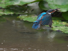 ザリガニ獲れたよ 4