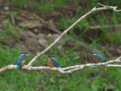 雛兄弟 5-1（三羽揃って）