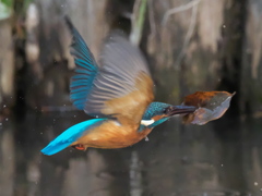 浮上 190-2（父親 枯葉のみ）