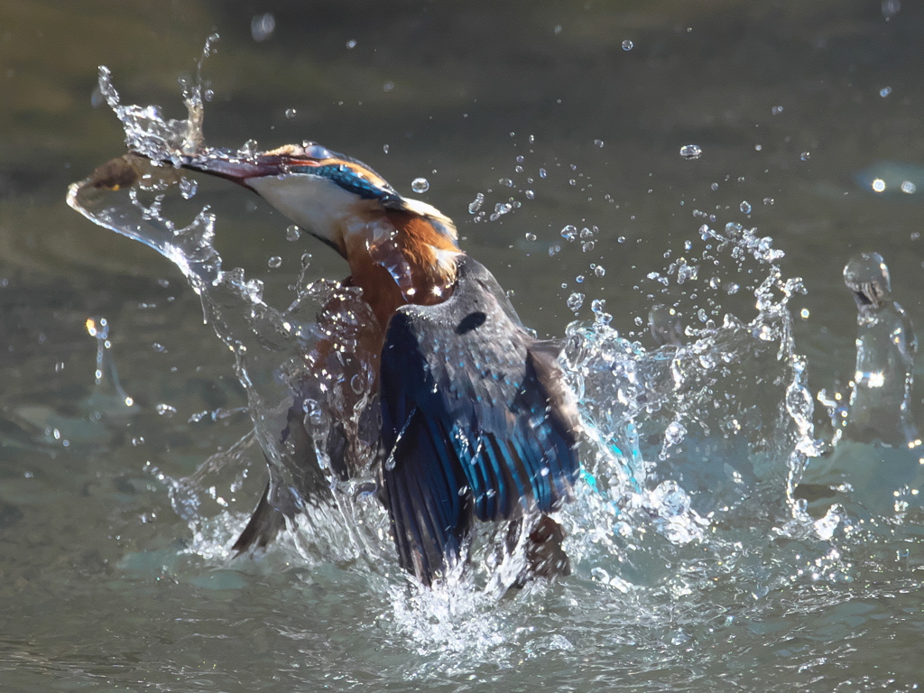 浮上 303（父親）