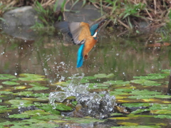 浮上 164（父親）