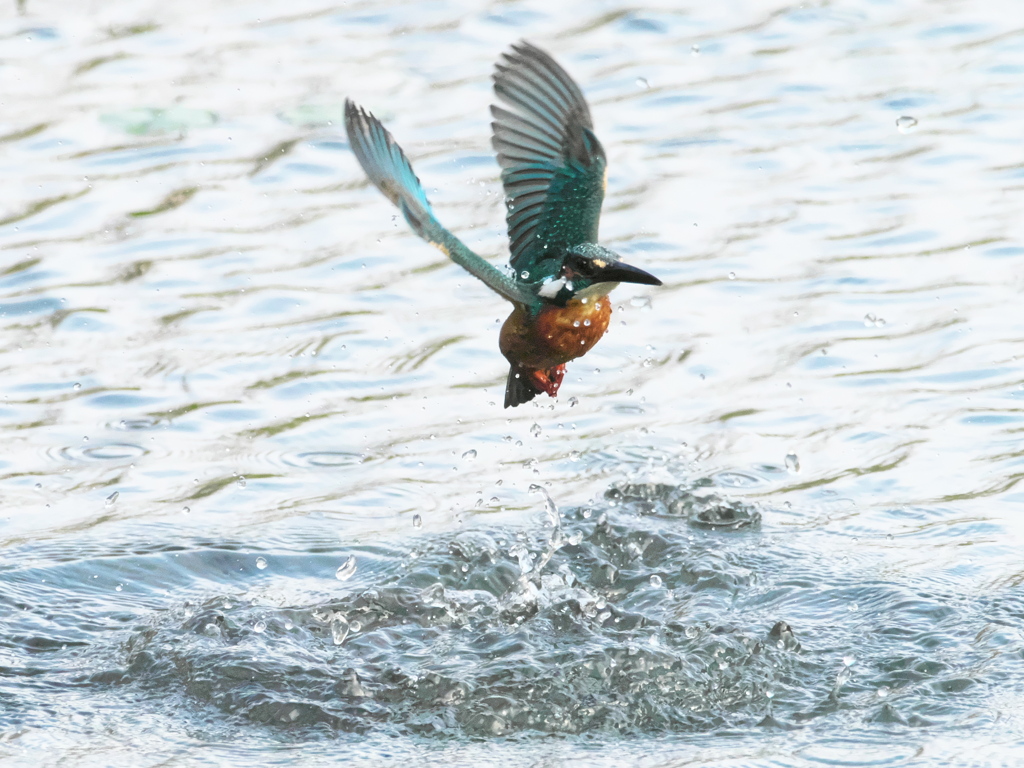 浮上 483-3（父親）