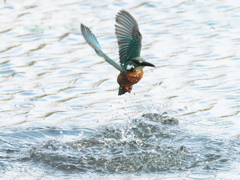 浮上 483-3（父親）