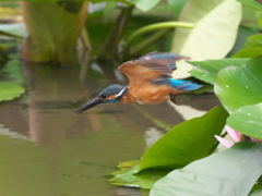 飛び込みシーケンス 6-3（父親）