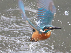 浮上 239（父親）