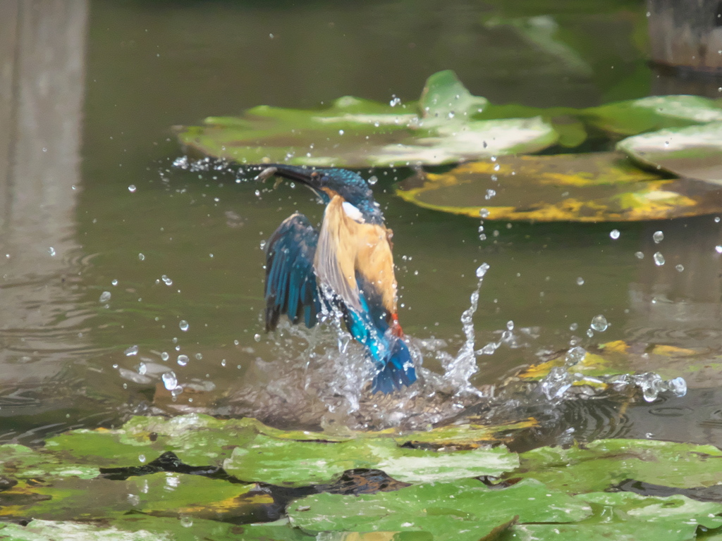 飛び込みシーケンス 10-3（父親）