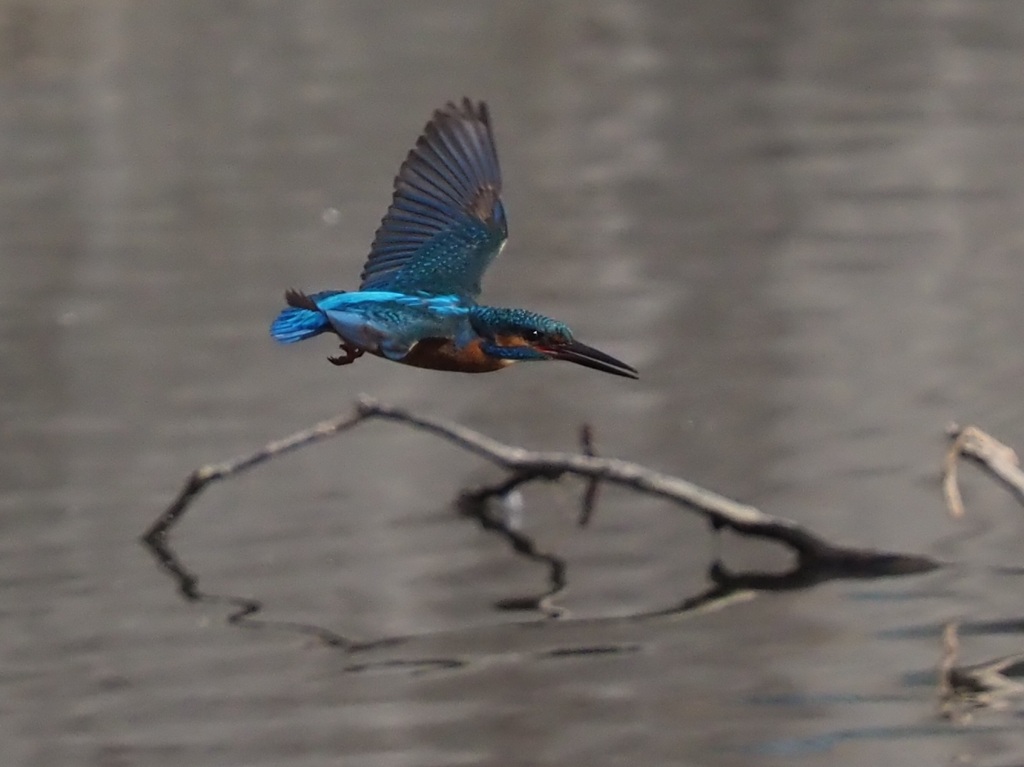 水面低空飛行１