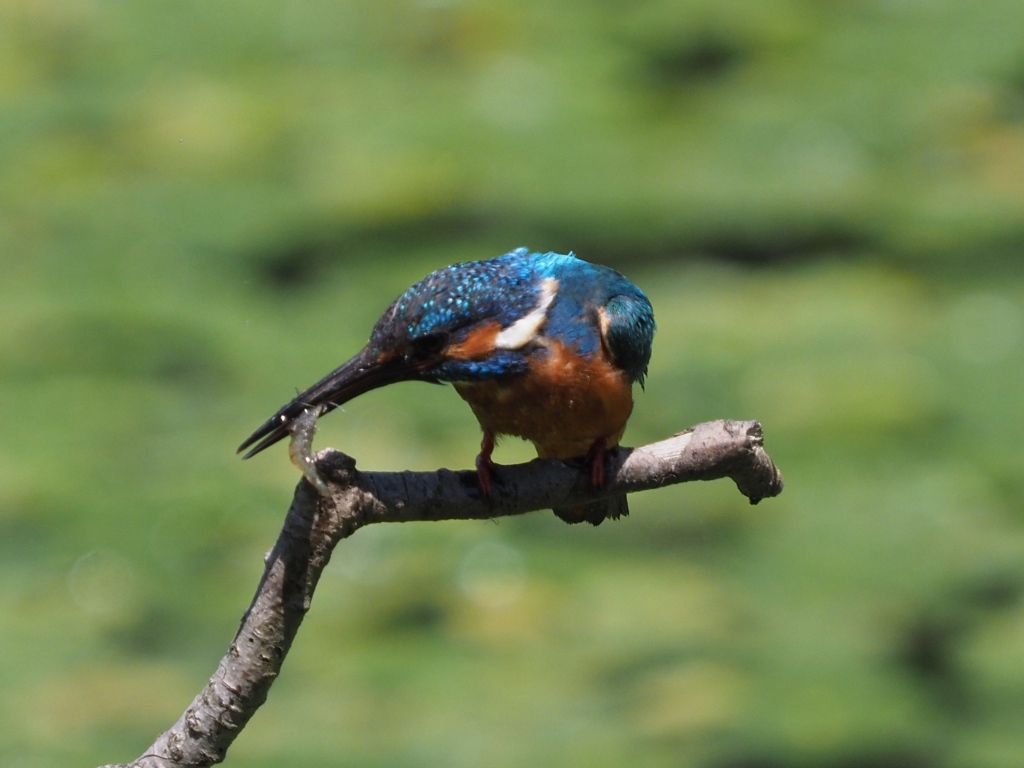 持ち帰らないで食べちゃおうかな ４