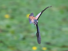 華麗なるターン 20-2