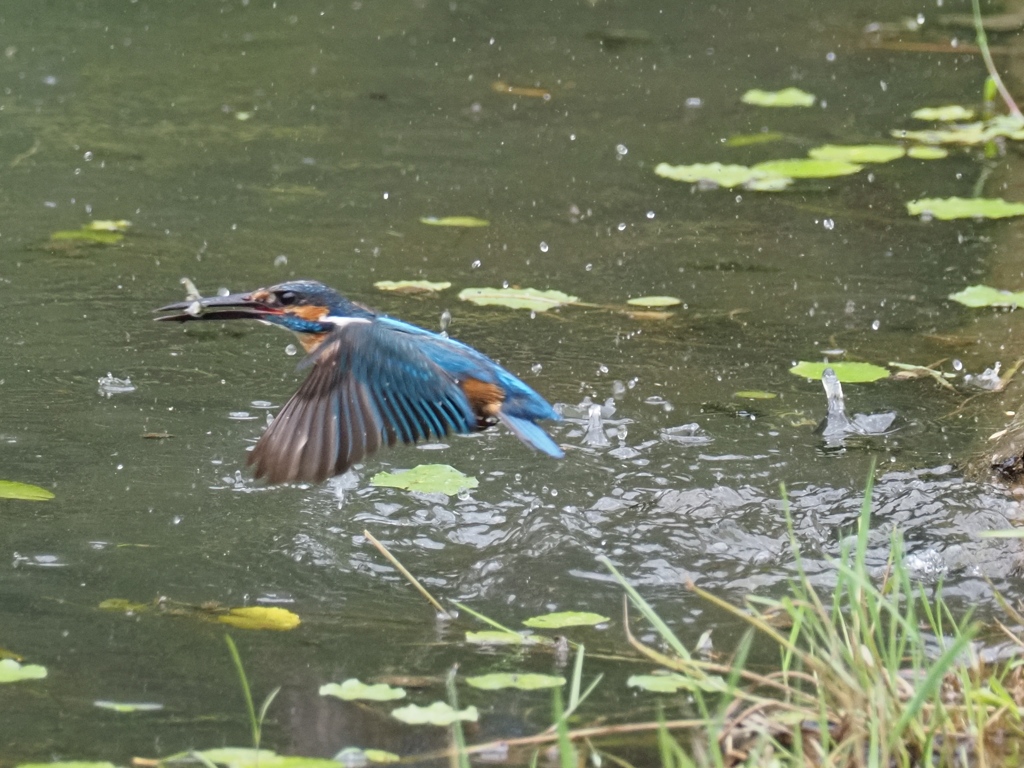 お魚採れたよ 12-1