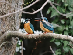 止り木 398（雄と雌）