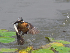 お魚採れたよ 6（父親）