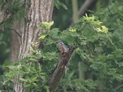 雛 1（お父ちゃんどこ〜）