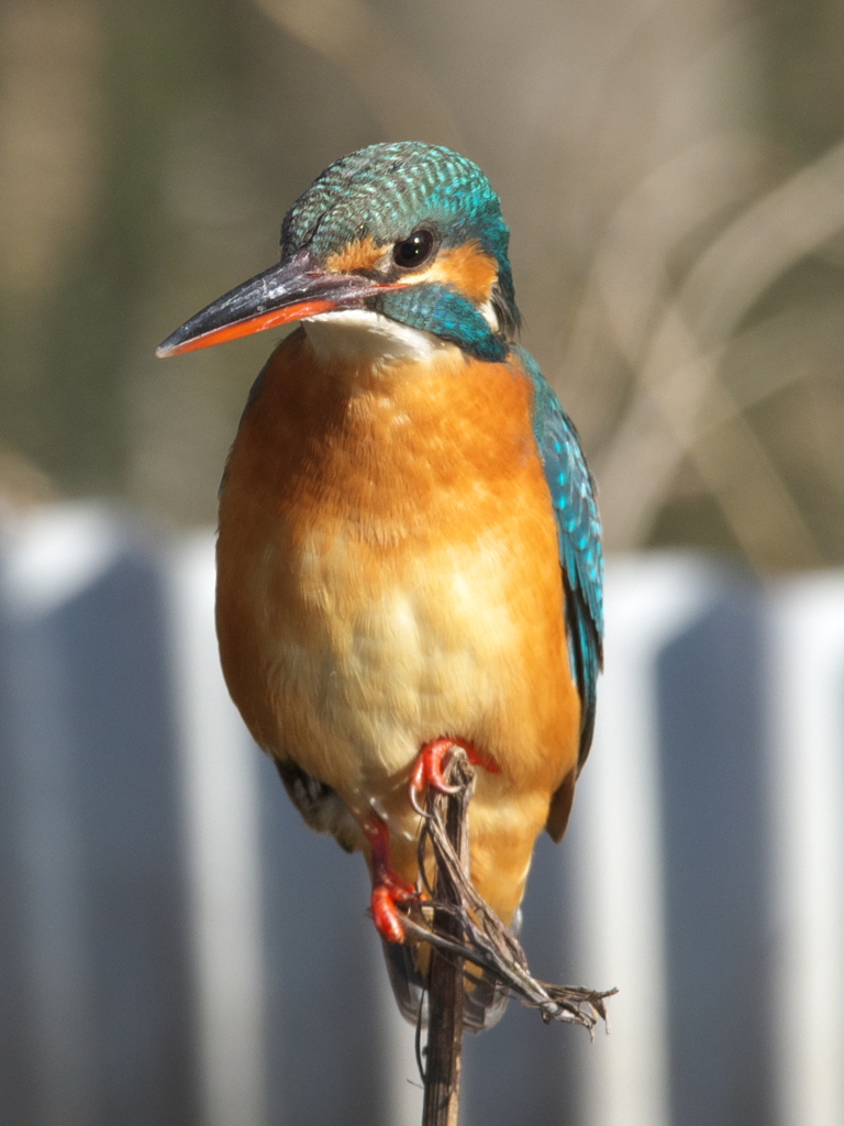 止り木 109（嫁候補）