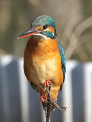 止り木 109（嫁候補）