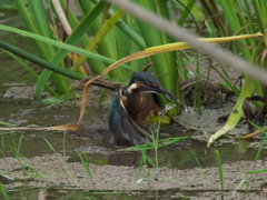 浮上 34-3（雛 只今修業中）
