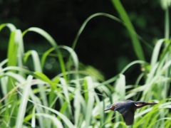 子育てを終えたお母さん？３ 飛ぶ