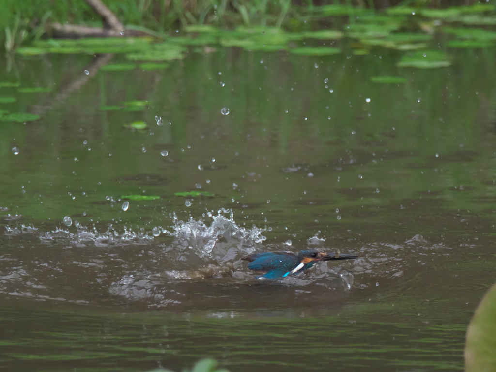 浮上 32-1（父親 お魚獲れたよ）