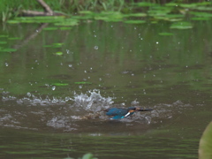 浮上 32-1（父親 お魚獲れたよ）