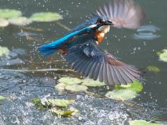 浮上 484-3（父親）