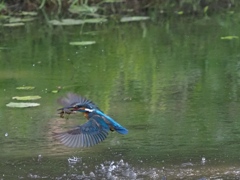 浮上 22-4(ザリガニ獲れたよ)