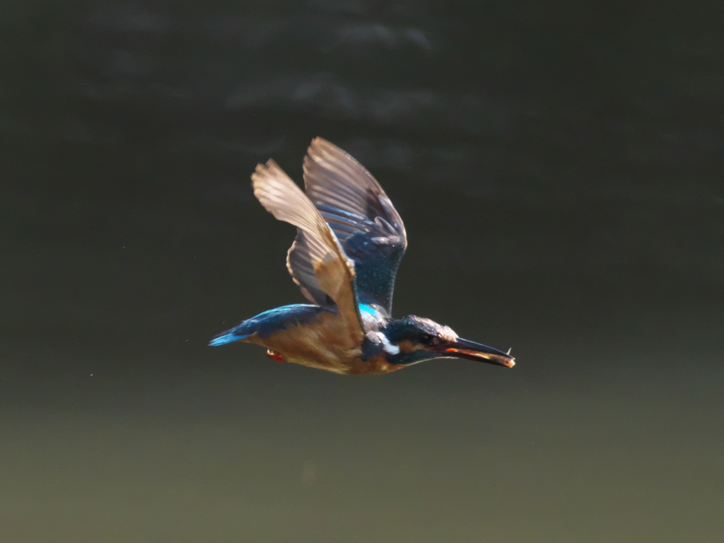 お魚獲れたよ 37